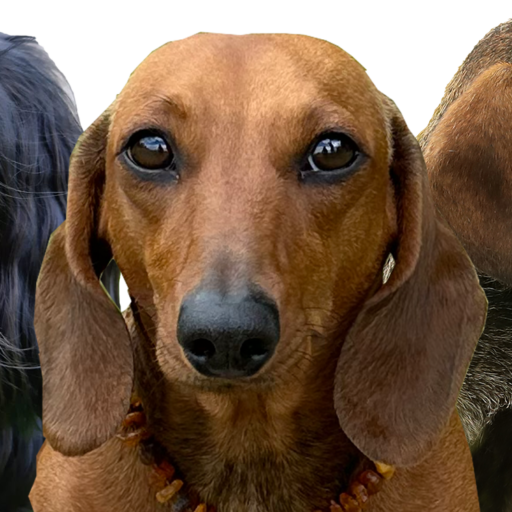 Dackel Club Ostschweiz